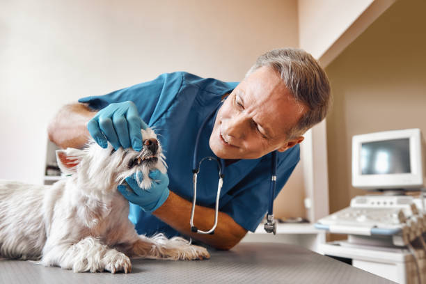Best 24-Hour Emergency Dentist  in Violet, LA
